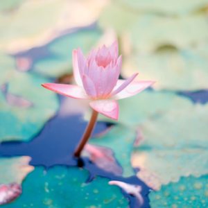 You are in a moment in your life where you don’t know where you are or don’t know what to choose? Lucia gives guidance since she is a child. The 45min call is about listening, sharing, guidance and clarity. Feel free to send a message or book your session right here ✨ We even offer a guidance package of 3 months. it comes with walking your path with more ease, unblocking patterns, finding back to your essence, some homework’s inbetween the calls and allowance of the flow of life carrying you ✨ Please send us an request and we find the way ✨