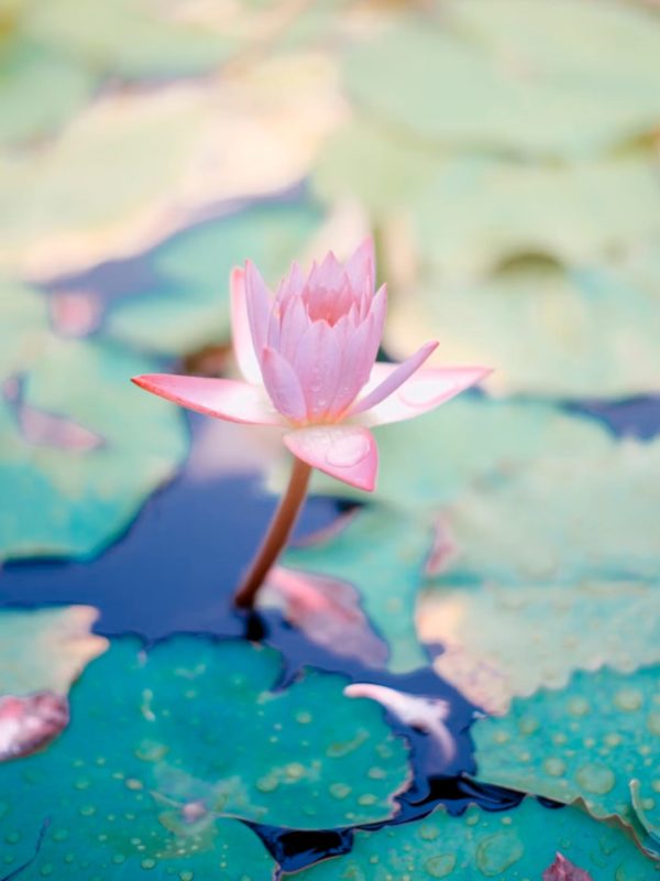 You are in a moment in your life where you don’t know where you are or don’t know what to choose? Lucia gives guidance since she is a child. The 45min call is about listening, sharing, guidance and clarity. Feel free to send a message or book your session right here ✨ We even offer a guidance package of 3 months. it comes with walking your path with more ease, unblocking patterns, finding back to your essence, some homework’s inbetween the calls and allowance of the flow of life carrying you ✨ Please send us an request and we find the way ✨